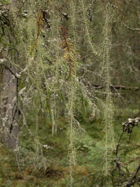 INNHOLDSFORTEGNELSE: 1 INNLEDNING...3 1.1 GJENNOMFØRING...4 2 SAMMENDRAG MED KOMMENTARER...7 2.1 SUMTALL...7 2.2 AREAL FORDELT PÅ FORSKJELLIGE HOVEDLIVSMILJØER:...7 2.3 BVO-OMRÅDER FORDELT PÅ HOGSTKLASSER OG BONITETER.