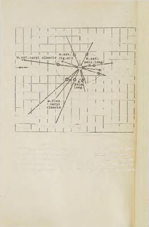 m.ext.digitorum EKSTBNSIOOH m.ext.carpi rad.brevis ADÜKTS. m.ext.carpi rad.long, i i *-- AB DUZT 3.