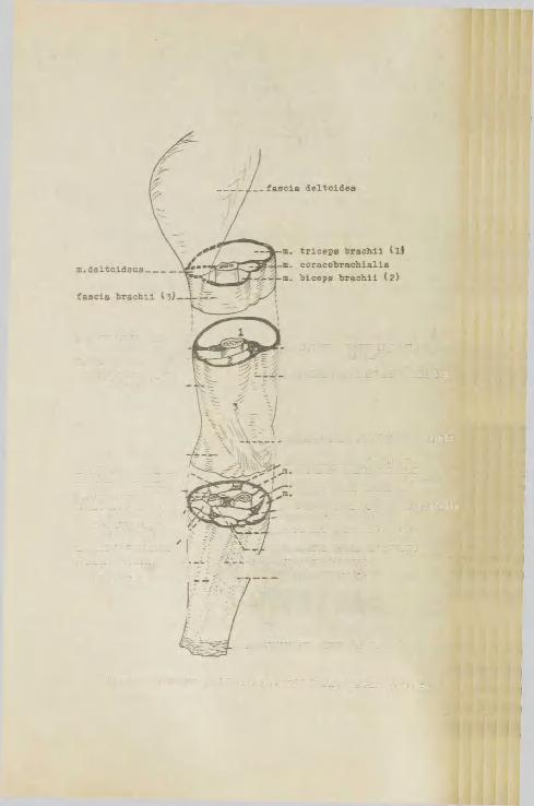 septum intermuscular^ laterale m. brachialie sulcus bicipitalis lateralis septum intermusculare mediale sulcus bidipitalis medialis fossa cubiti в.extensor digitorumj, в.