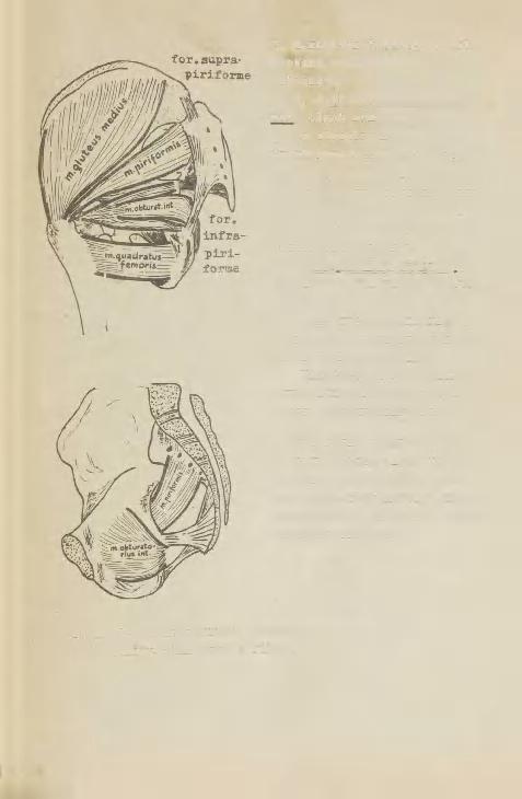 3, M,rotator triceps e.kolmepeane rotaator koosneb 3 lihasest; a, a.