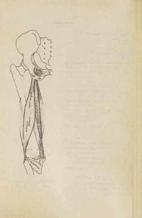 Pindmine kiht : (Vt. joon. 68 ), 1, m. aemitendinosus e.