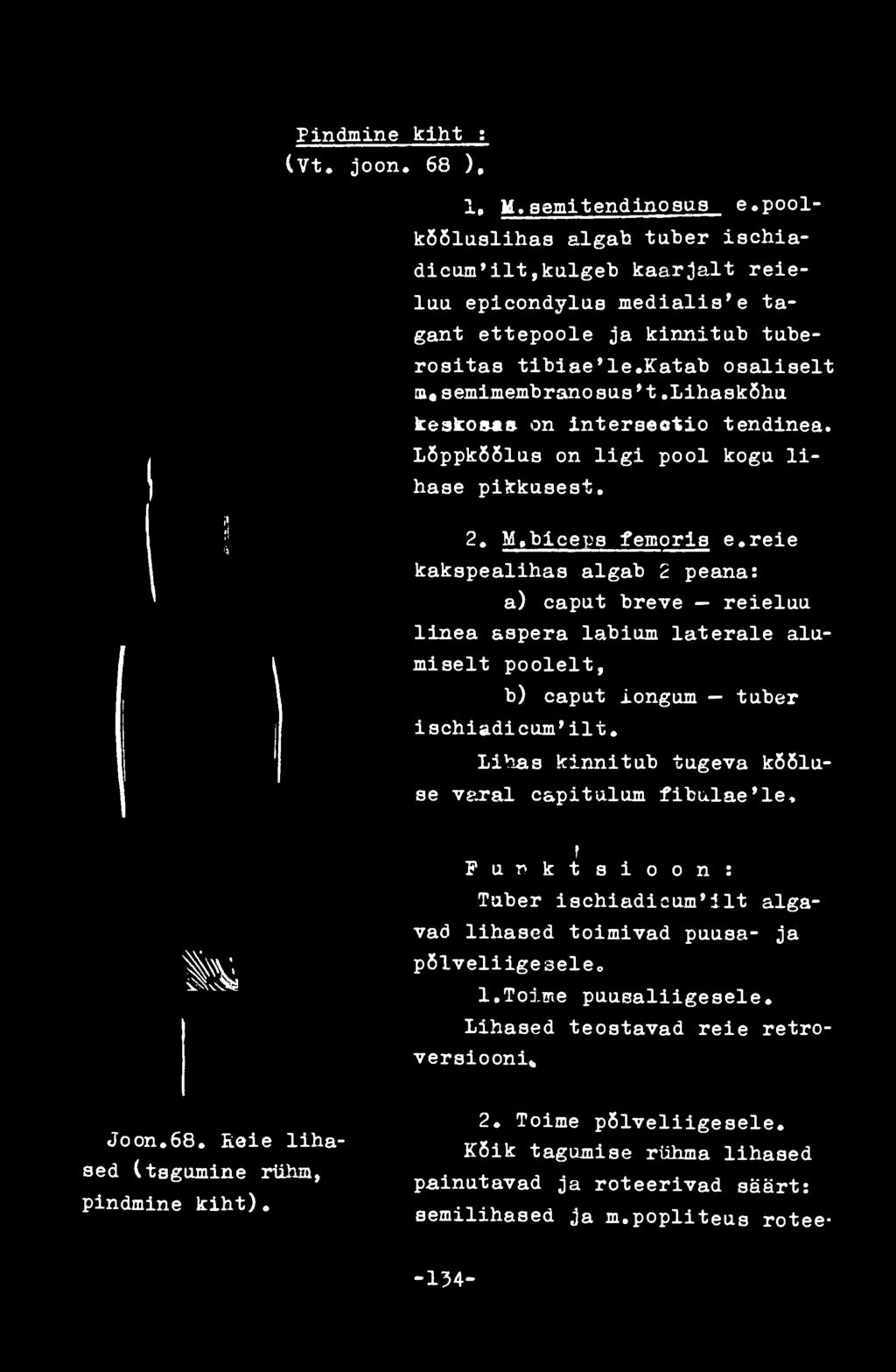 reie kakspealihas algab 2 peana: a) caput breve reieluu linea aspera labium laterale alumiselt poolelt, b) caput iongum tuber ischiadicum'ilt.