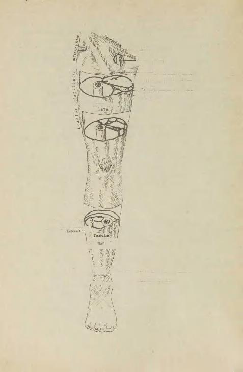 março fa Idfermis hiatus saphenus -septum intermusculare i at erale fascial i- septum intermuscuare posterius meraulis septum intermuscular! mediale '-m.