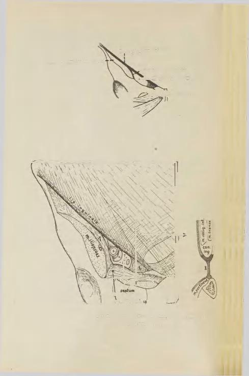 lacuna musculorum' lig.inguinale arcue iliopubicus -aw-lacuna vasorum ^^lig.