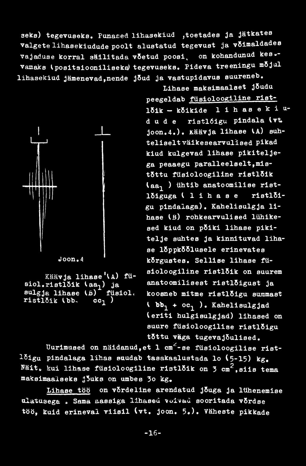 CC 1 ) kiud kulgevad lihase pikiteljega peaaegu paralleelselt,mistõttu füsioloogiline ristlõik (aa^ ) ühtib anatoomilise ristlõiguga к lihase ristlõigu pindalaga).