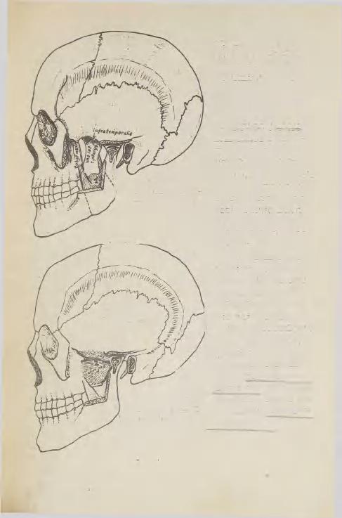 ga ka tuber maxillae' lt, kulgeb allataha-lateraalsele ja kinnitub tuberositas pterygoideale.