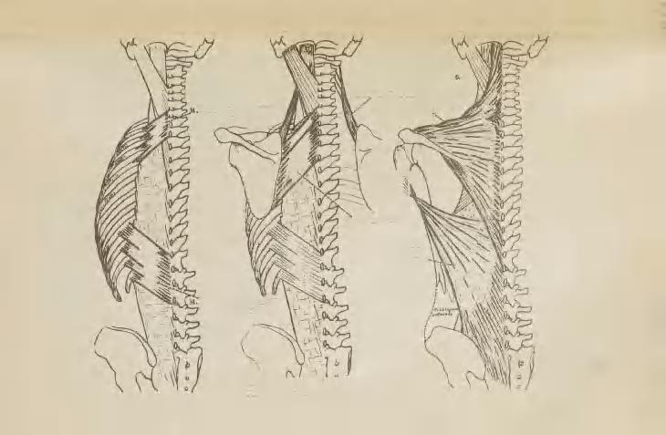 SERRATVFL POSTERIOR SUPERIOR M.LEVATOR SCAPULAE M.TRAPEZIUS M.RHOMBOIDEU3 M.