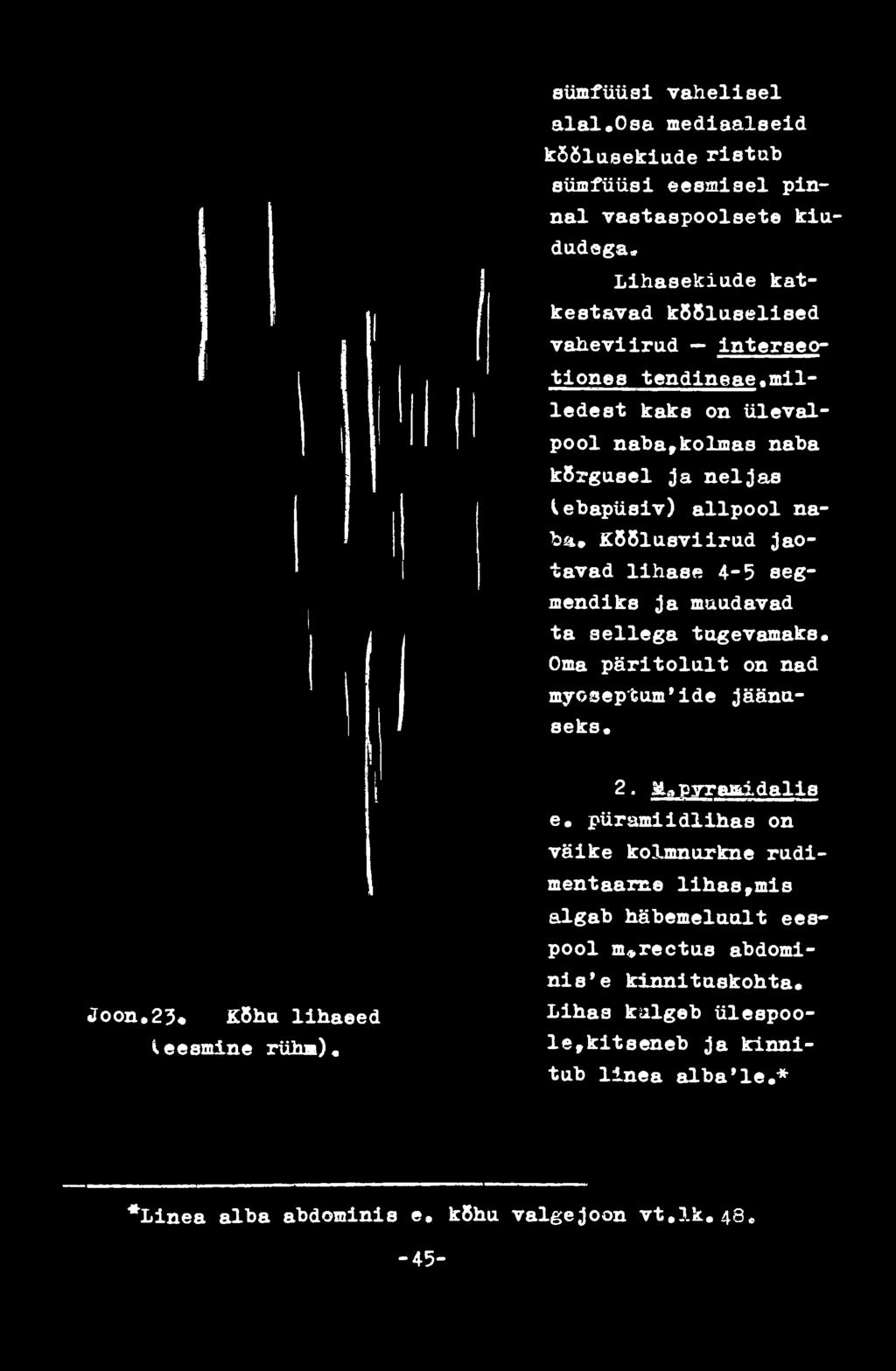 lihase 4-5 segmendiks ja muudavad ta sellega tugevamaks.