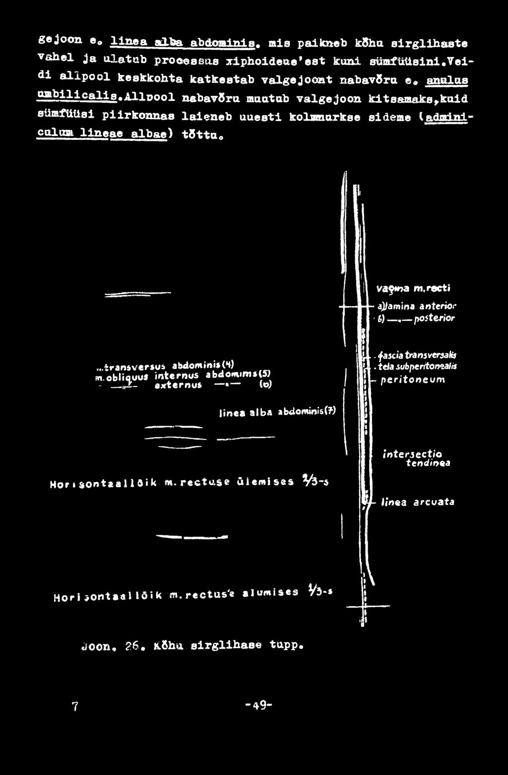 (adnrinlcaluai lineae albae) tõtt a 0 Väftoa m. recti aj/amina anterior 6). posterior...transversus abdominis^) m.