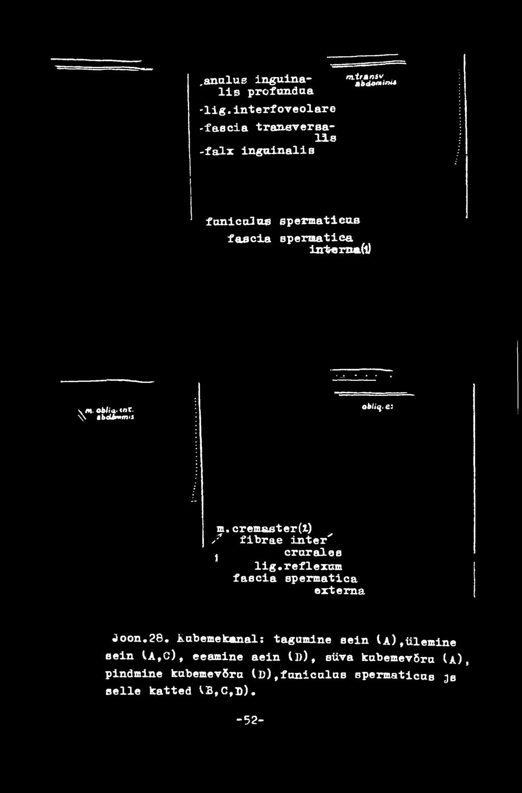 cremsster(l) у Л fibrae inter' 5 crural о a lig.