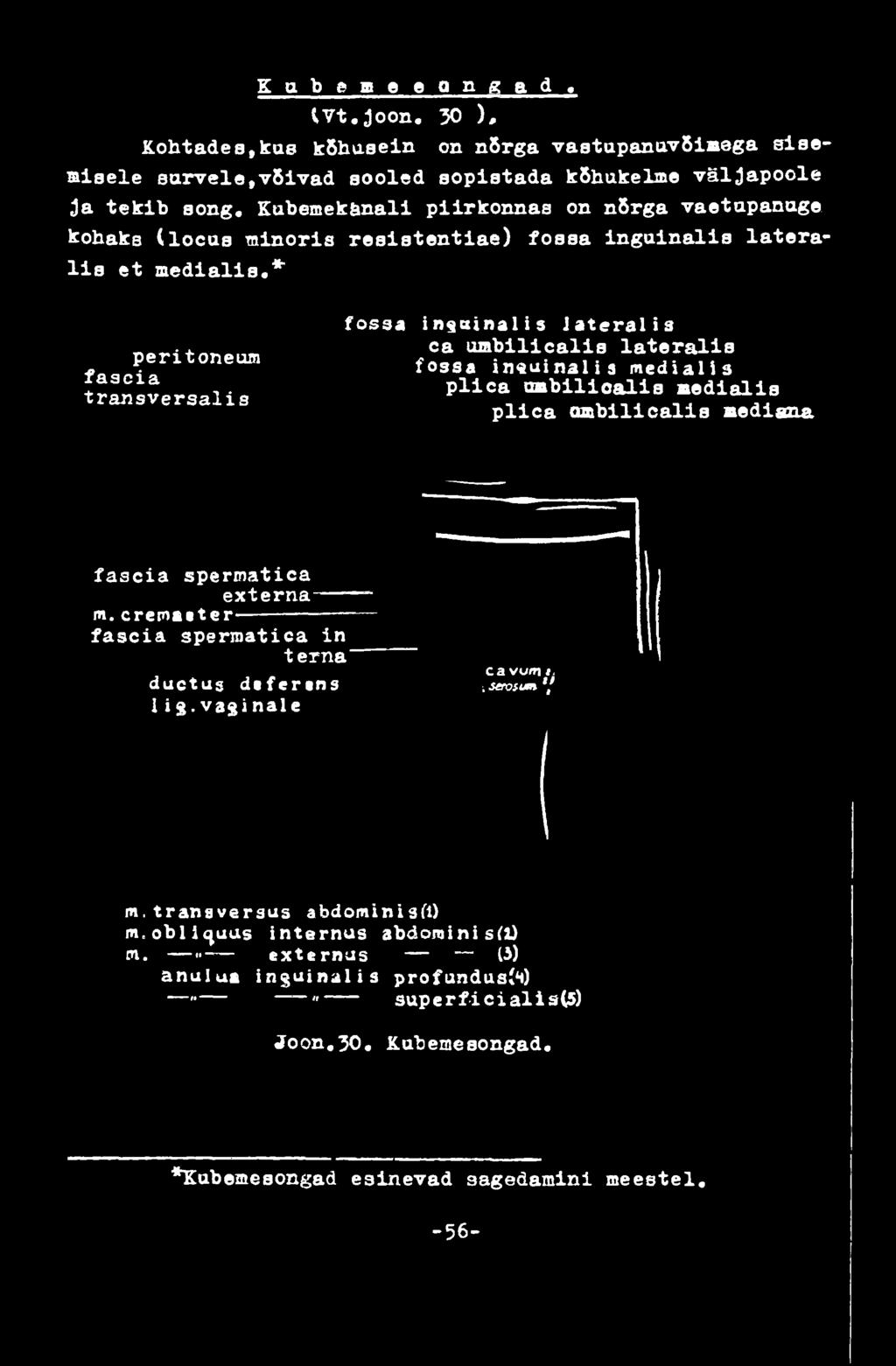 s plica umbilicalis medialis plica ombilical!s mediana fascia spermatica externa m.