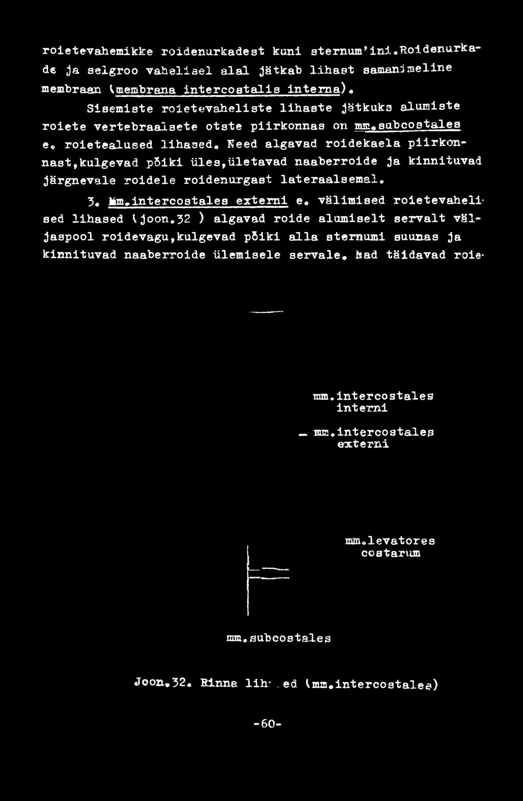 lateraalsemal. 3. Mm«.intercostales externi e. välimised roietevaheiised lihased \joon.