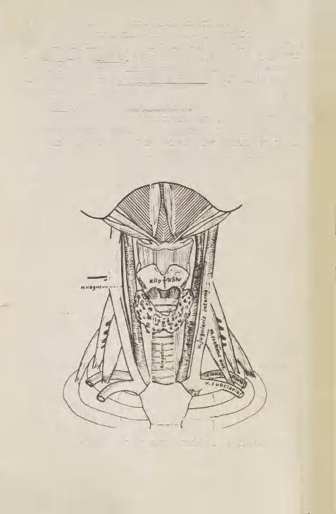 tub 1.roide tuberculum m.scaleni anterioris'ele. Astriklihased kulgevad ülalt alla-ette-lateraalsele. M.