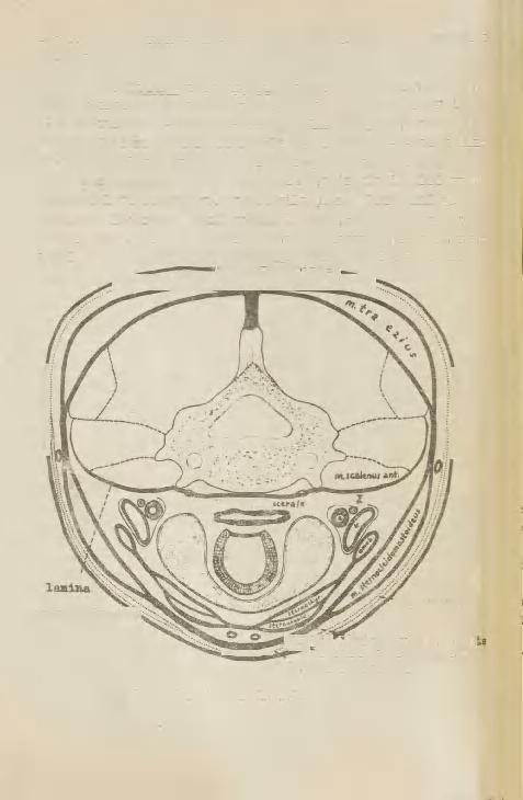 fascia buccopharyngea'ka,all m.pectoralia major'it katvaka fastsiaka). b. Lamina pretracheal!