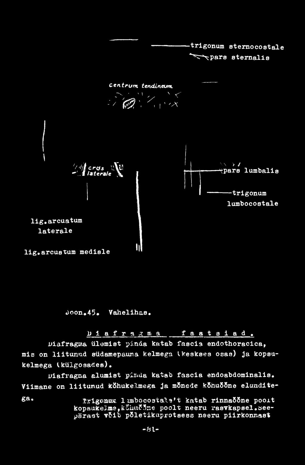 kopsukelmega t, külgosadea). Diafragiaa alumist pinda katab fascia endoabdominalis.