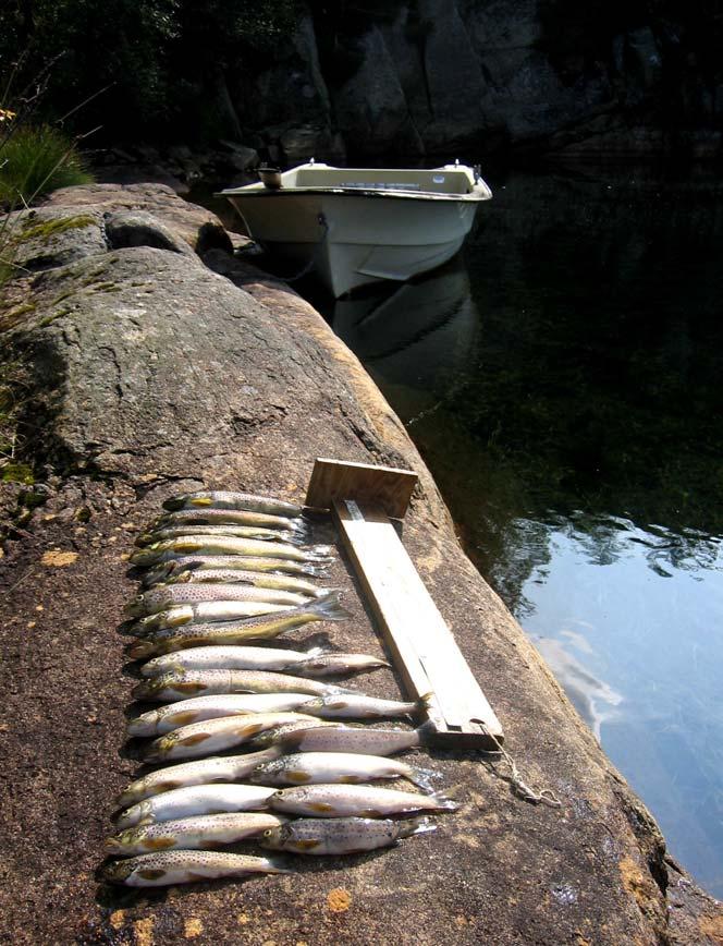 Prøvefiske i kalkede vann i