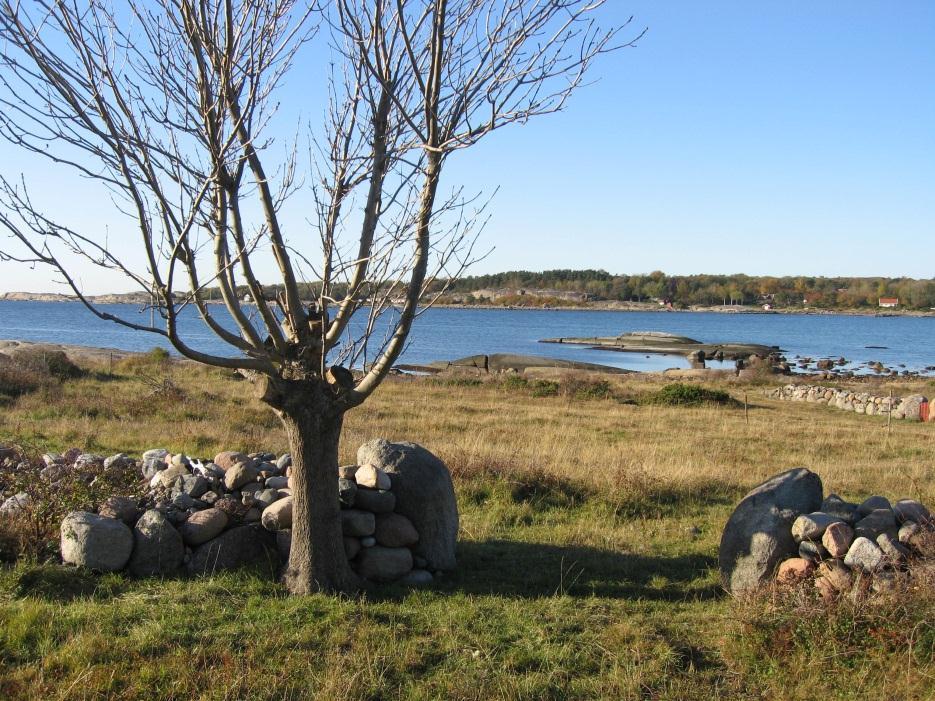 Vilkår forts krav til skjøtsel Primært: Skjøtsel på begge sider av