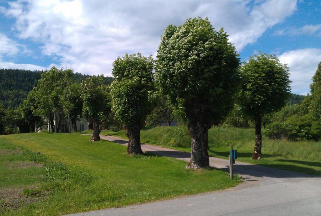 Skjøtsel av trerekker og