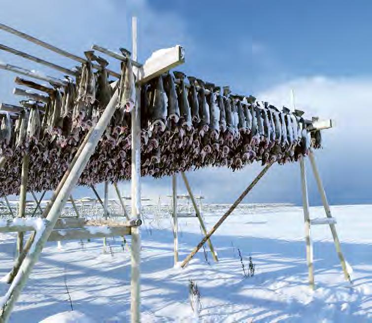 HVORDAN TAR VI VARE PÅ FISKEN? Når sesongene er på sitt beste, får fiskerne mye fisk. Det å ta vare på all fisken var tidligere en utfordring, spesielt i tiden før det fantes fryser og kjøleskap.