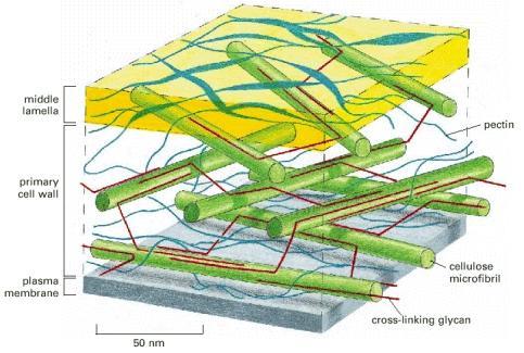 16 Figur 3.1: Plantecellevegg (Alberts et al. 2002) 3.2.2 Cellulose Cellulose er en lineær homopolymer som er bygd opp av lange skjeder av glukoseenheter.