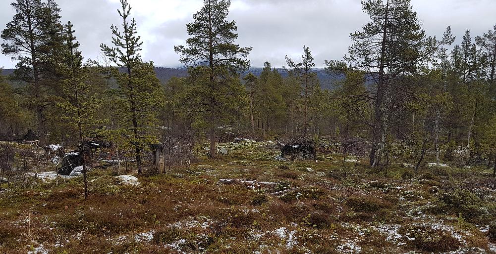 Traseen slik den er i dag, på barmark. Ny trase der småbjørk må hoggast.