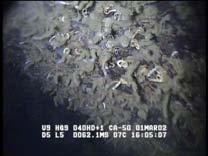 Bilder av bunnen på 33,6 (venstre) og 46,7 m dyp (høyre) i