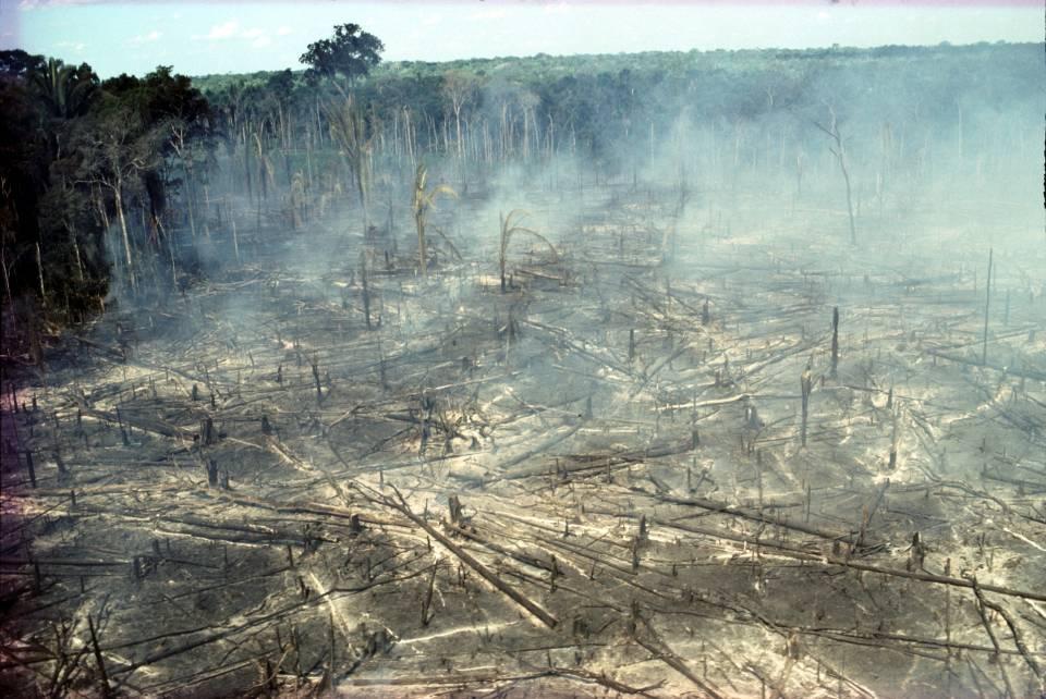 Avskoging viktig i global klimaavtale Kilde: Regnskogsfondet 5 Avskoging - et sentralt tema for en i global klimaavtale.