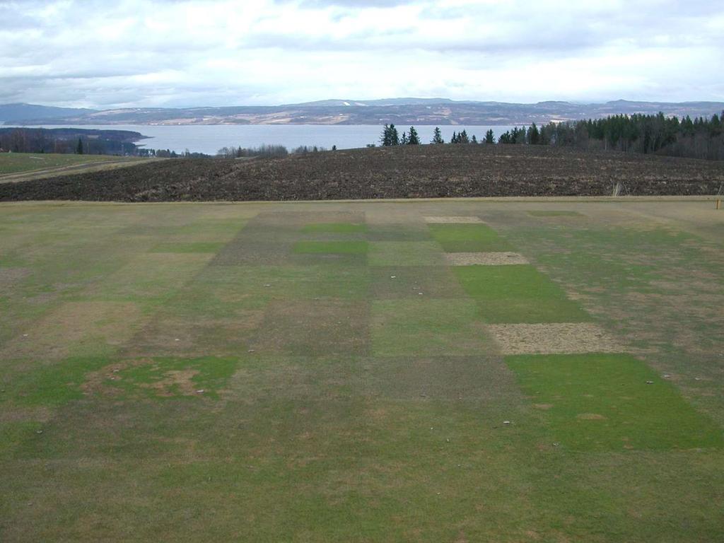 Vinterstyrke greengras: Rødsvingel uten utløpere = hundekvein > engkvein (NO) >