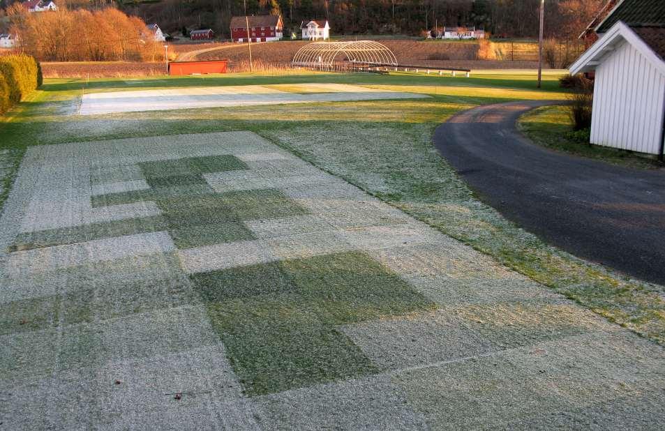 Vinterstyrke for gress til fairway: Engrapp = sølvbunke > rødsvingel uten