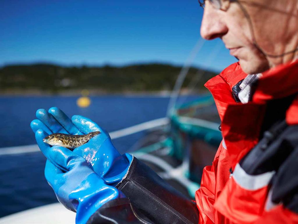 Planer fremover for å bedre fiskevelferden I 2016 gjennomfører vi en nasjonal tilsynskampanje om legemiddelbruk i oppdrettsnæringen.