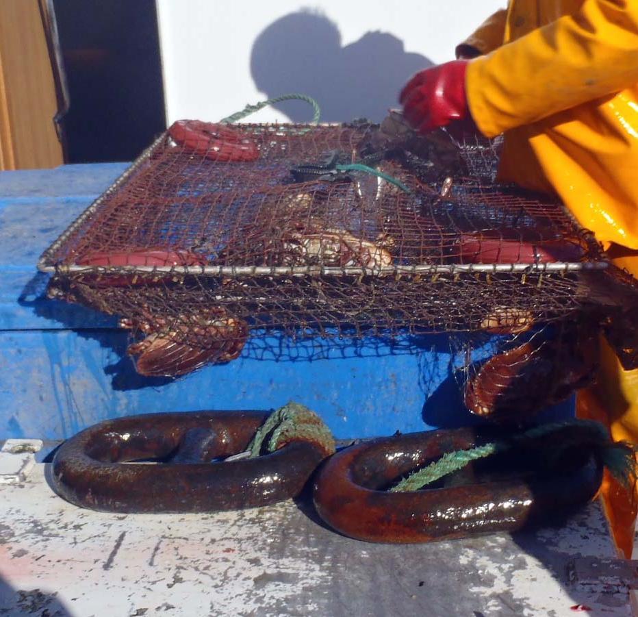 Materiale og metoder 7 Materiale og metoder Områdebeskrivelse og prøveinnsamling Fedje er en øykommune som ligger åpent til mot havet omlag 50 km nordvest for Bergen.