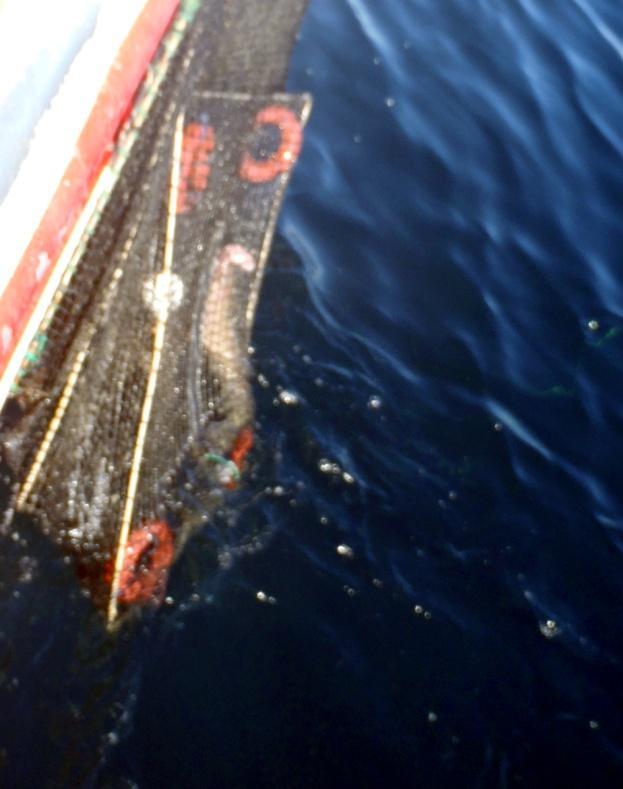 Prøvefisket ved Fedje koordineres av Havforskningsinstituttet, og som i tidligere år ble fisket i 2012 gjennomført av kystfisker Helge Torsvik med hans 43 fots fiskebåt M/K Vikingfjord (H-1-A)