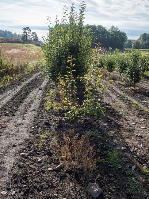 Pære-visnesjuke Pære-visnesjuke ((Pear decline phytoplasma (PD), Candidatus Phytoplasma pyri)) regnes som en av de mest alvorlige sjukdommene på pære.