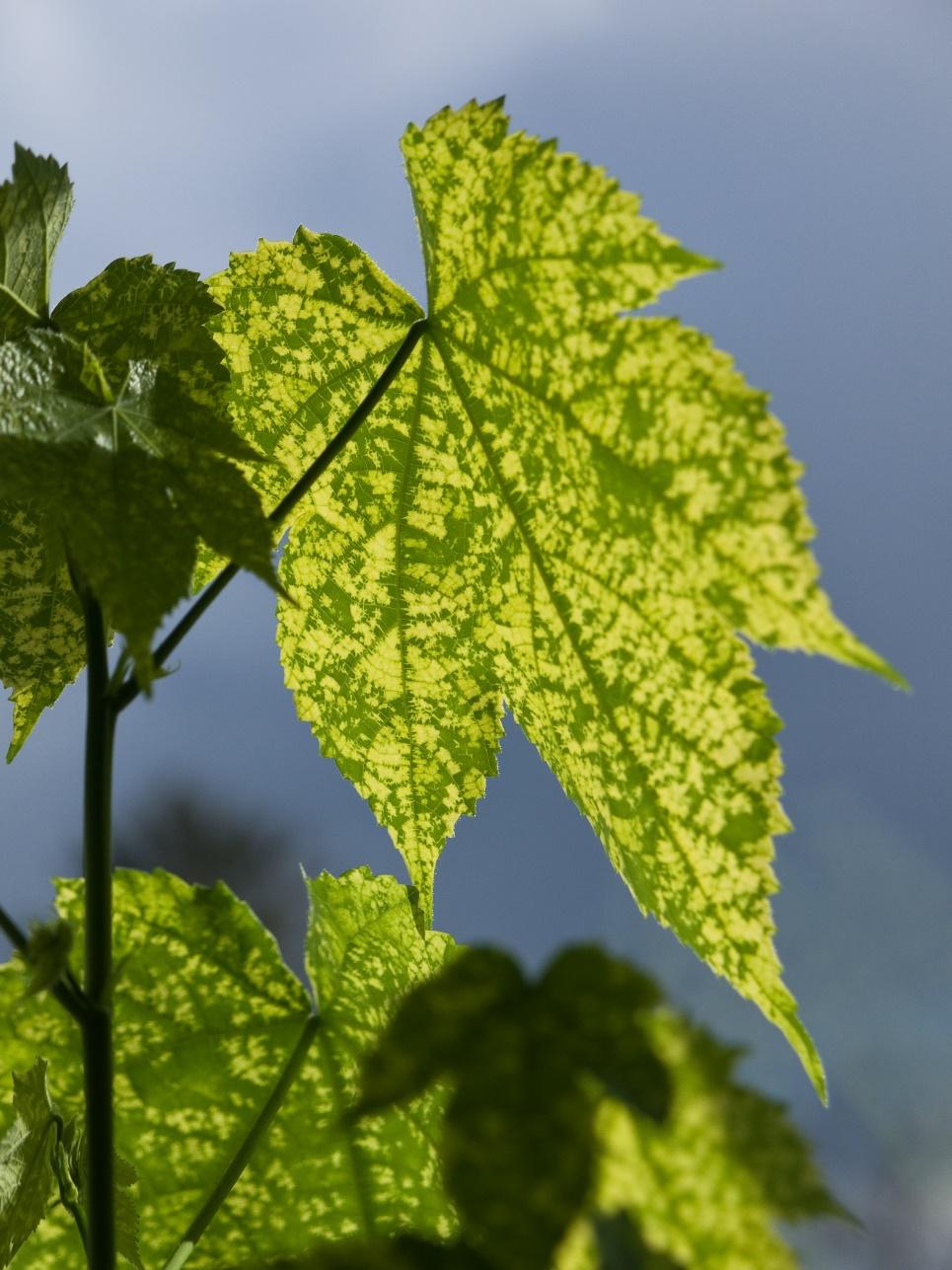 Abutilon Thompsonii mosaikk forårsaket av