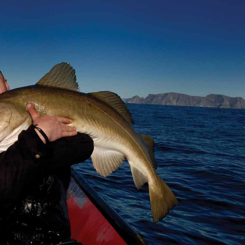 INNHOLD 02 Velkommen til gode fiskemuligheter i Trøndelag PHOTO: YNGVE