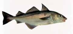 Hyse Fisken kjennetegnes med den lange ryggfinnen. Brosmen er normalt rundt 3 kg,men kan komme opp i 20 kg.