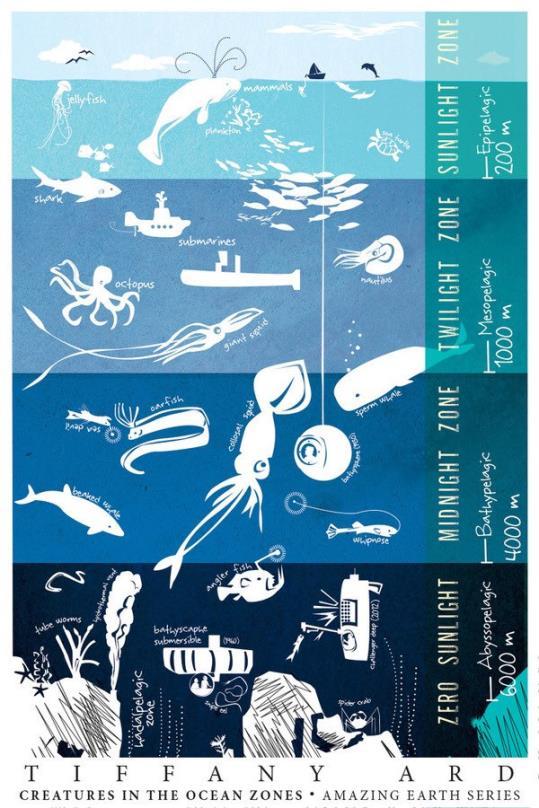 Mesopelagic zone LC-BG-03-2018 Sustainable harvesting of marine biological resources Role of micro- and macroorganisms for food and biobased products?