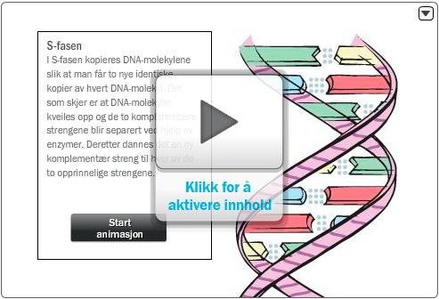 1.6.2 Meiose Meiose (fig. 11) kaller vi gjerne reduksjonsdeling eller kjønnscelledeling. Meiose finner sted i eggstokken hos kvinner og testiklene hos menn.