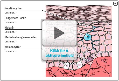 3.1 Epidermis Epidermis (fig. 15) er det ytterste laget i huden, det som retter seg mot kroppens overflate.