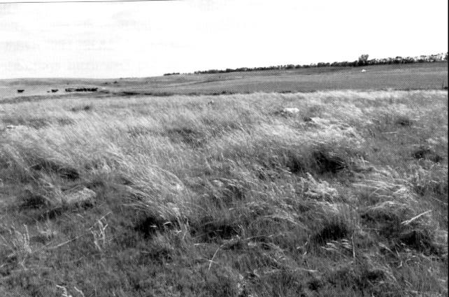 Slik er terrenget heilt vest på den store, øyde Dakotaprærien. Rett i framkant på bildet ligg tuftene etter torvhyttene i «ungkarsbyen» i Pleasant Valley, der Kleiven-brørne o.fl. først slo seg ned.