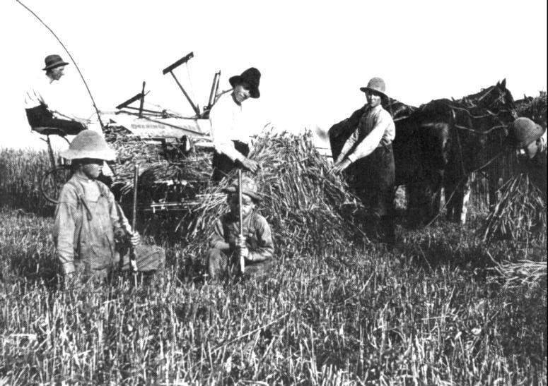 Tresking på Brøste-farmen i Lake Hanska 1904. Ein Andrew Anderson sit på sjølvbindaren medan ein Ludvig Anderson og Martin (son til Ole K.) står ved ristaren.