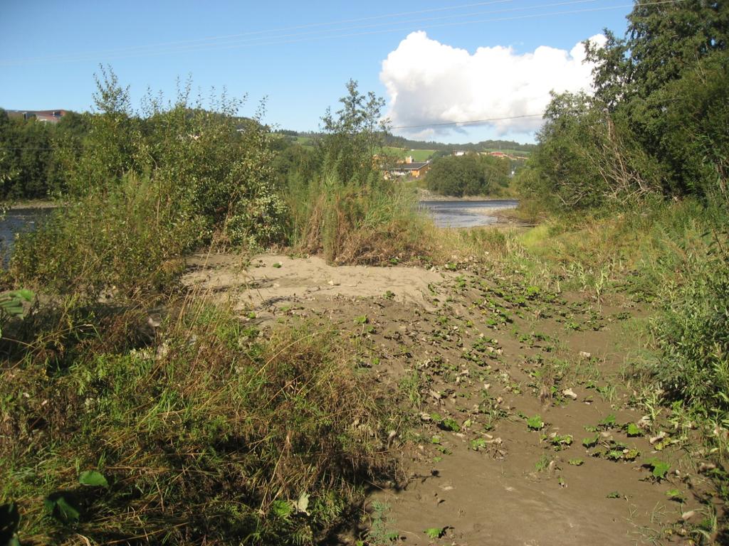 Loddbekken Beliggenhet: lite sandområde ved utløpet av Loddbekken på østsiden av Gaula, Melhus kommune, Sør-Trøndelag fylke, UTM32 N7017713-Ø563640 Kartlegging: 10. 09.2011. Feltarbeider: Ulf Hansen.