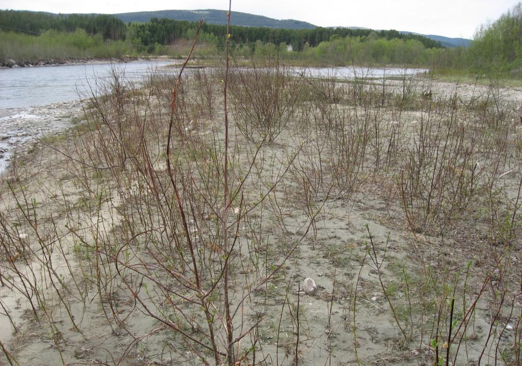 Østsiden av Folla, Alvdal