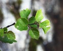 samtidig naturen bokstavelig talt helt inn på deg.