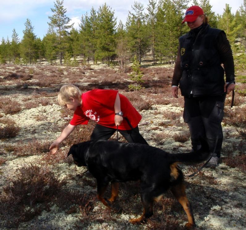 Hvordan gå sporet: For hver apport er sporet slutt. Hunden skal settes videre på sporet. Ved sporslutt er det julekveld og 17.mai på en gang.