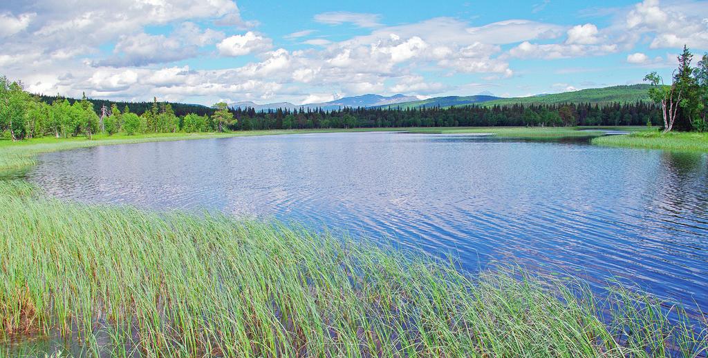 Ulendeltaet i Lierne kommune er fra gammelt av kjent som hekkelokalitet for bl. a. vierspurv og fiskeørn. Foto: Per Gustav Thingstad.