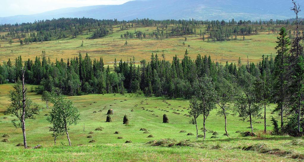 Slåttelandskap i Øvre Forra naturreservat. Foto: Erlend Skutberg / SNO. igjen. I de siste årene er det arbeidet med å restaurere en del av dette slåttelandskapet i Øvre Forra naturreservat.