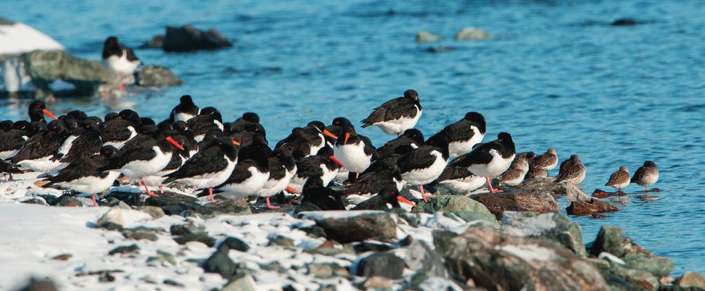 Overvintrende tjeld på Ørin. Foto: Halvor Sørhuus.