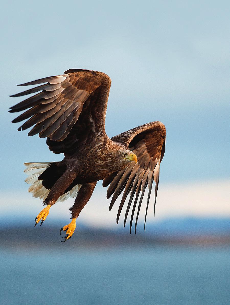 ker kystlyngheiene kun de ytterste kystområdene. Vi vet i dag at denne åpne naturtypen er et resultat av kystbefolkningens bruk av naturen.