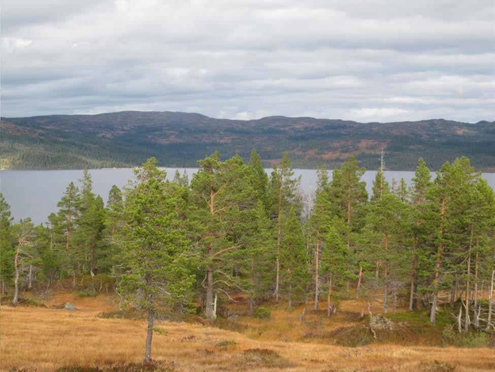 Furuskog i mosaikk med myr er den vanligste naturtypen i lokalitet Feren S. På andre siden av Feren mot nord sees lokalitet Feren S, Nord-Trøndelag. Foto: Terje Blindheim, BioFokus. 4.
